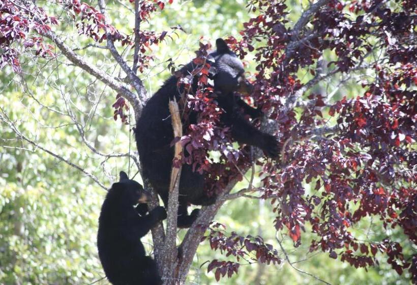 Silver Star Bed And Breakfast