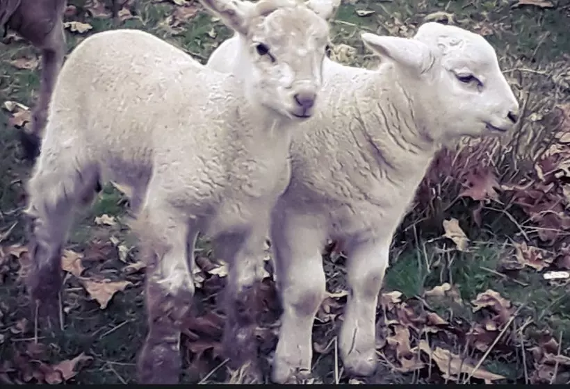 ホテル Ecogîte Rural La Clé Des Champs