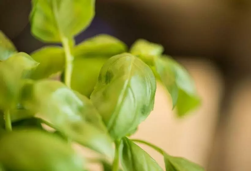 ベッドアンドブレックファースト K Kanne