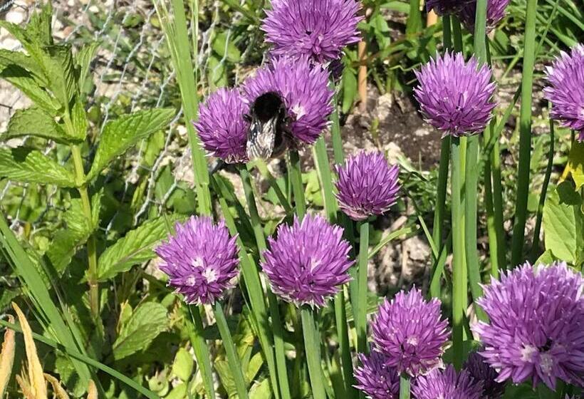 مبيت وإفطار The Cow Hide