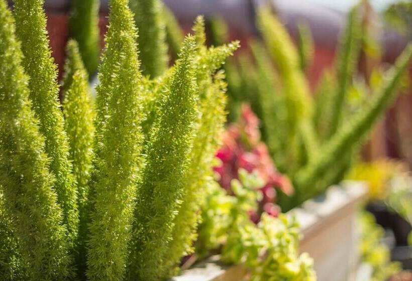 هتل La Buena Vida