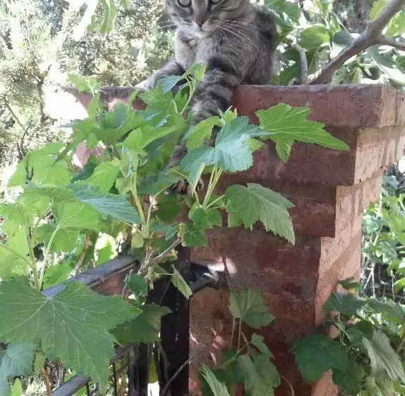 Majatalo Casa De Franchesca Hostel