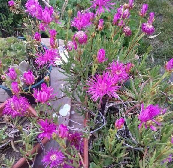 Pension (Hôtel basse catégorie) Casa De Franchesca Hostel