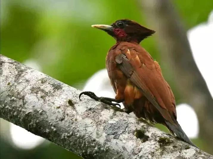 Majatalo Misahualli Laguna Paikawe B&b
