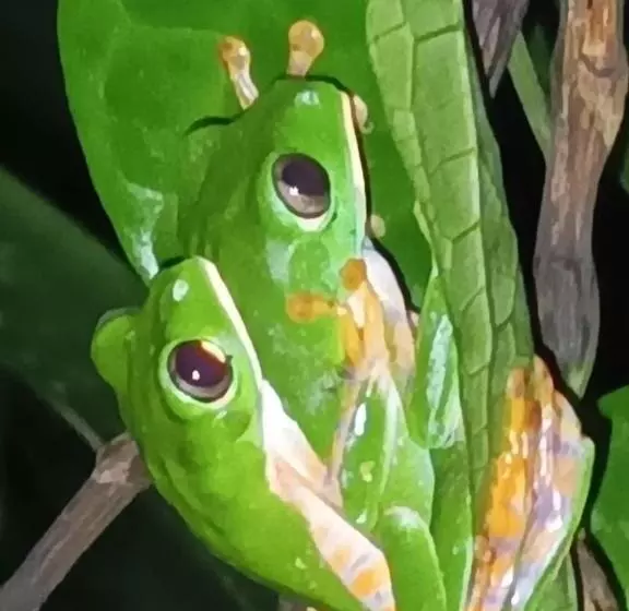 Majatalo Misahualli Laguna Paikawe B&b