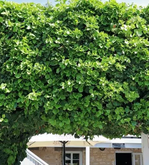 هتل Caledonian Inn