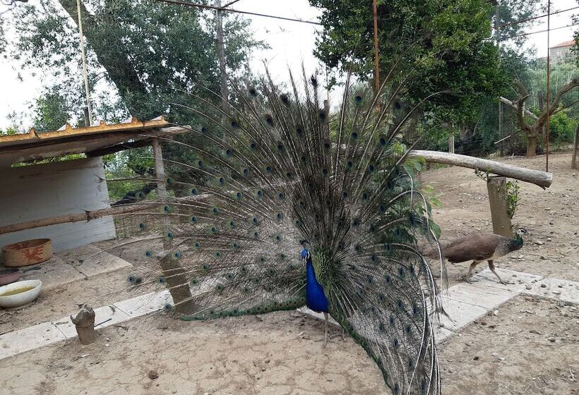 Nocleg ze śniadaniem Oasi Madre Della Pace