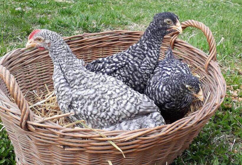 Отель Graslandhof