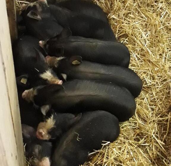 Отель Graslandhof