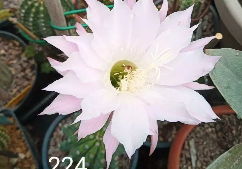 Aamiaismajoitus (B&B) Le Piante Di Casa Samar