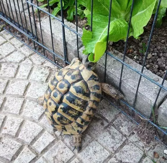 Aamiaismajoitus (B&B) Le Piante Di Casa Samar