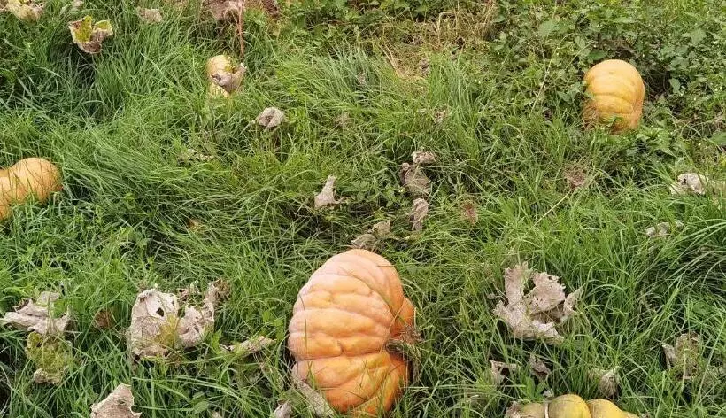 ベッドアンドブレックファースト Les Hauts De Grazac, Chambres Et Tables D Hôtes