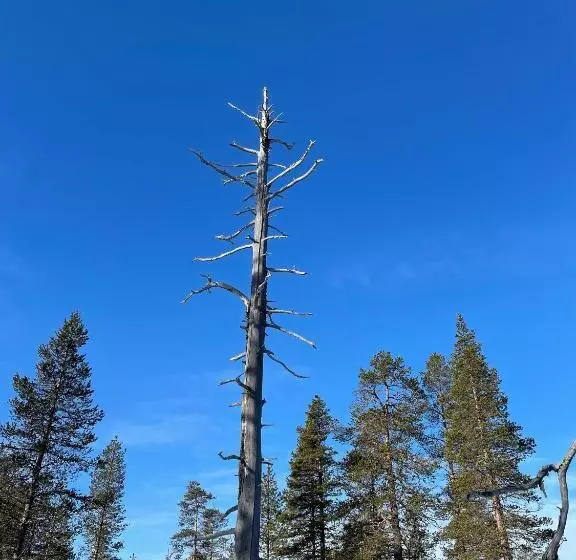 Aurora Queen Resort Igloos