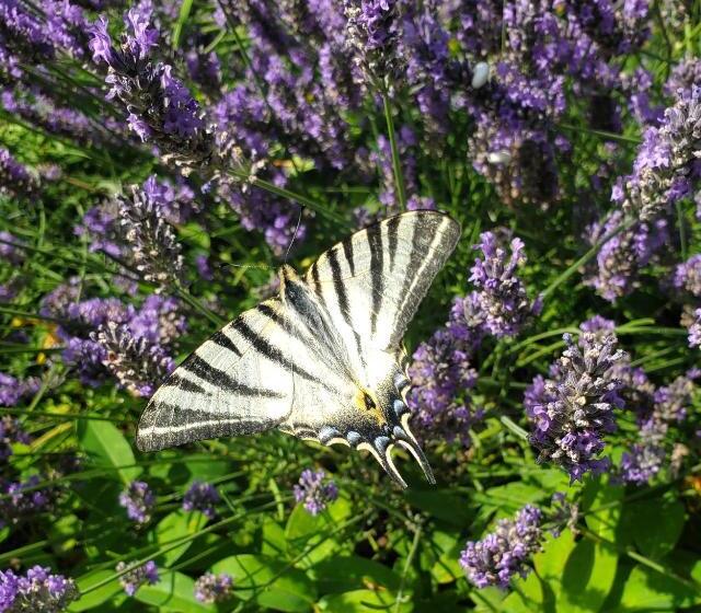 ベッドアンドブレックファースト Le Jas Des Cannebieres