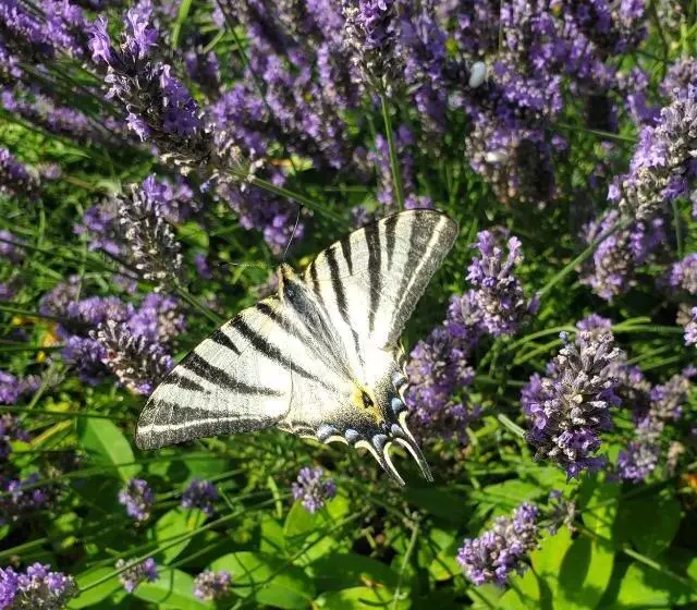 ベッドアンドブレックファースト Le Jas Des Cannebieres