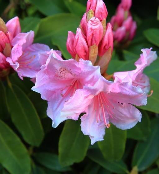 Aamiaismajoitus (B&B) Aux Arbres Chanteurs