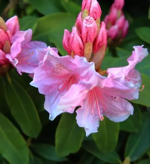 ベッドアンドブレックファースト Aux Arbres Chanteurs