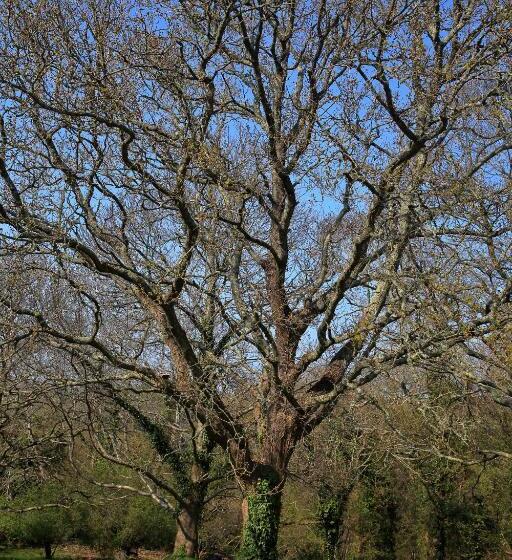 Aamiaismajoitus (B&B) Aux Arbres Chanteurs