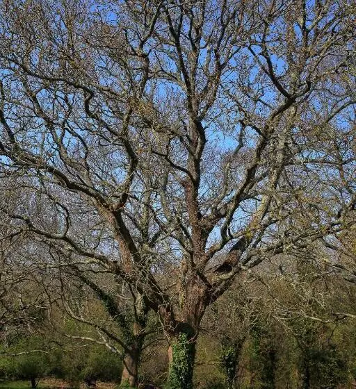 ベッドアンドブレックファースト Aux Arbres Chanteurs