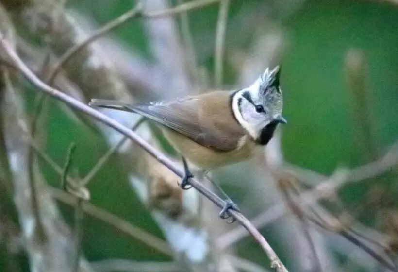 ベッドアンドブレックファースト Aux Arbres Chanteurs