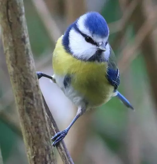 ベッドアンドブレックファースト Aux Arbres Chanteurs