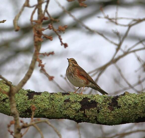 Aamiaismajoitus (B&B) Aux Arbres Chanteurs