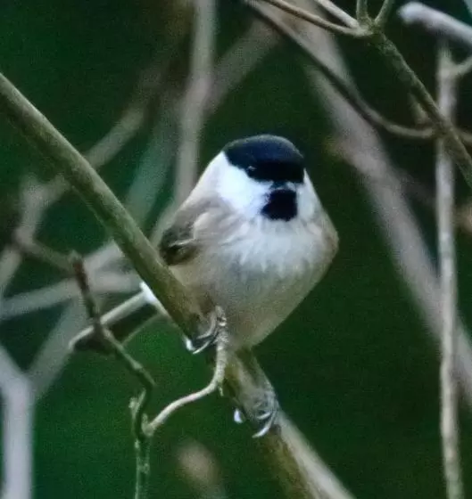 ベッドアンドブレックファースト Aux Arbres Chanteurs