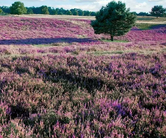 Hotelli Landgasthof Zum Heidekrug