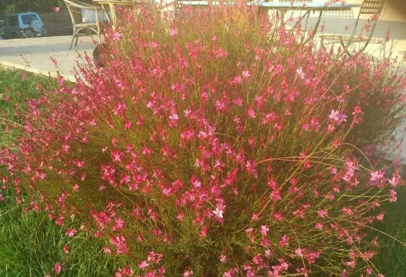 تختخواب و صبحانه Sherdana S