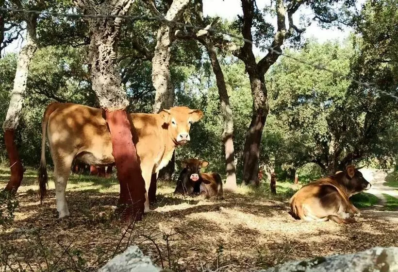 تختخواب و صبحانه Sherdana S