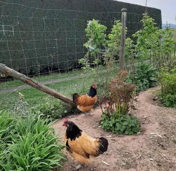 تختخواب و صبحانه Haus   Pantenburg