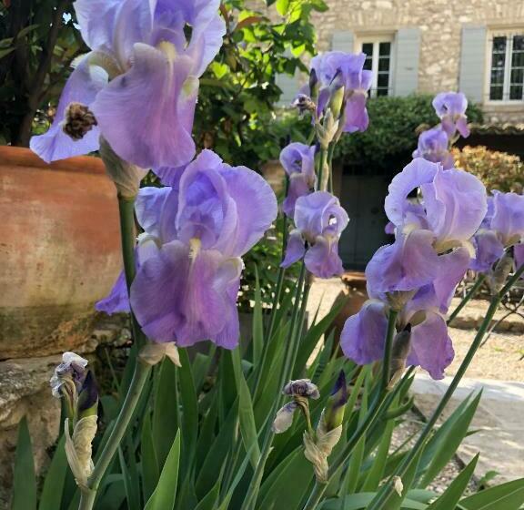 ベッドアンドブレックファースト La Figuiere Fontaine De Vaucluse