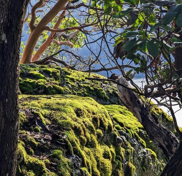 تختخواب و صبحانه Maple Rise Guesthouse