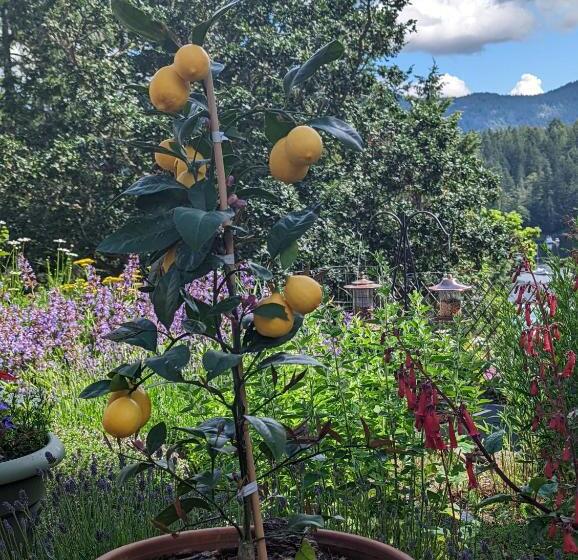 تختخواب و صبحانه Maple Rise Guesthouse