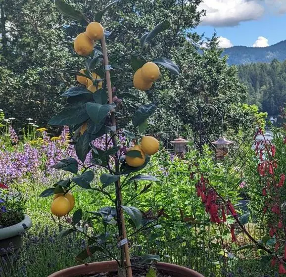 Aamiaismajoitus (B&B) Maple Rise Guesthouse