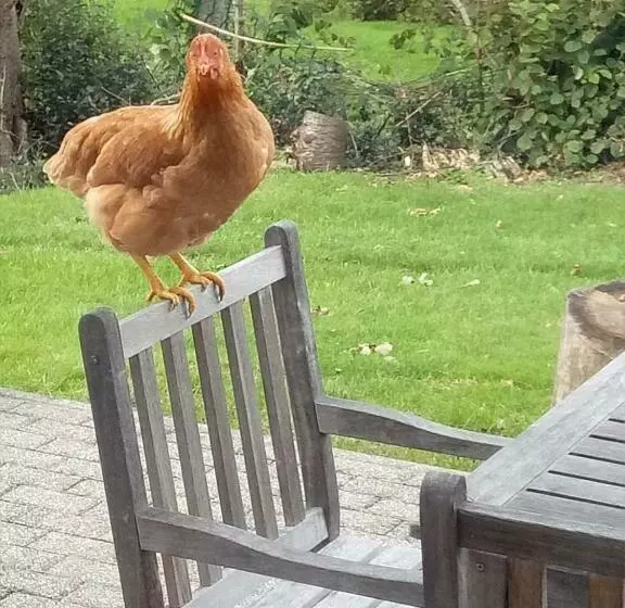 تختخواب و صبحانه Aux Capucines