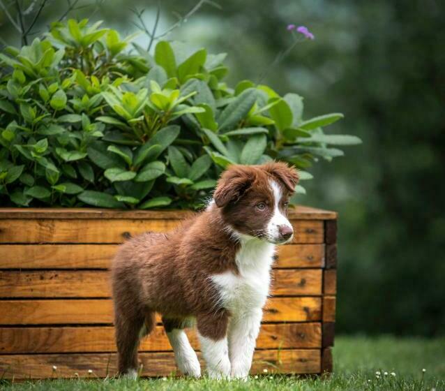 צימר Aux Capucines