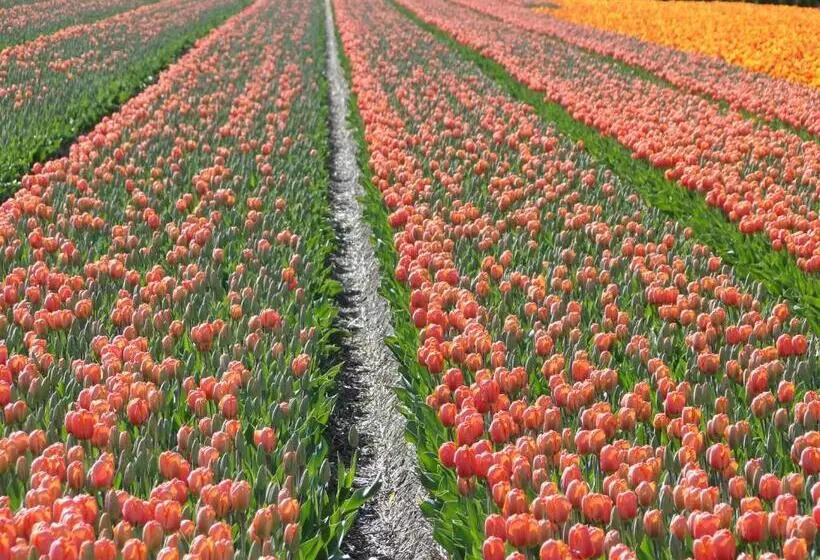 Aamiaismajoitus (B&B) Millsight