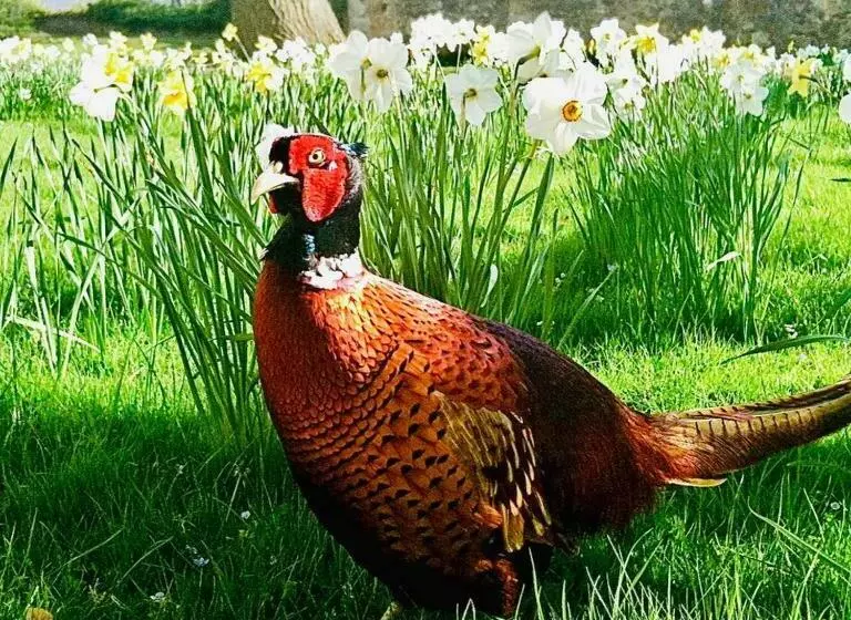 هتل The Inn At Charlestown