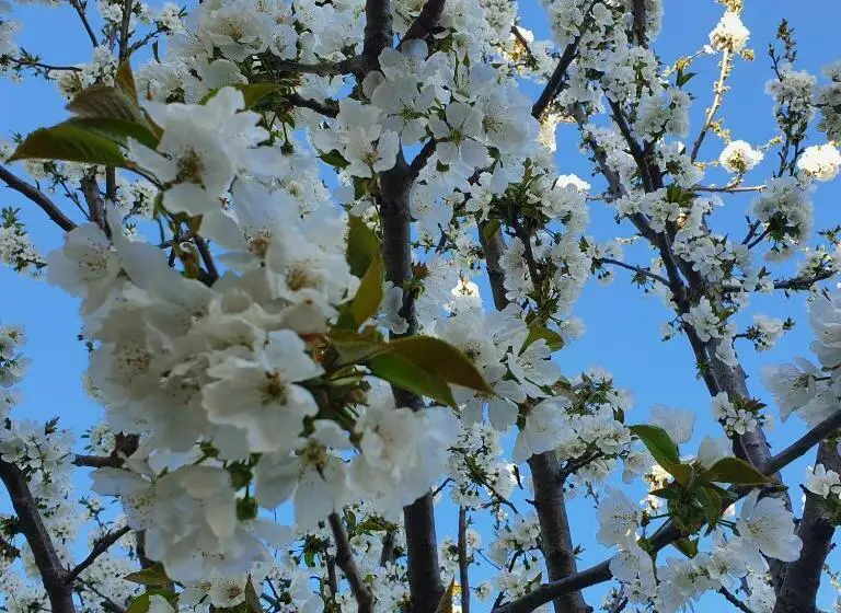 Aamiaismajoitus (B&B) Glicine & More Forlì