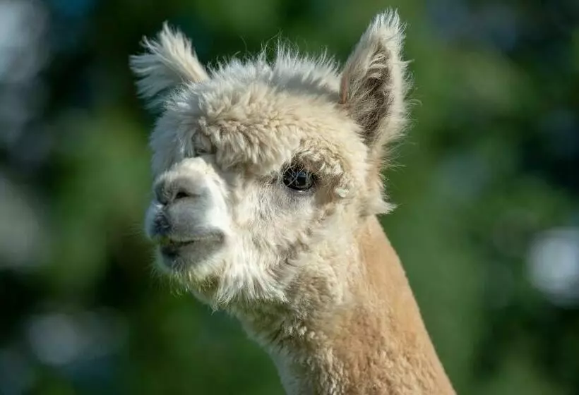 ホテル Alpaca Fold