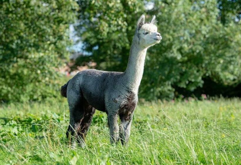 ホテル Alpaca Fold