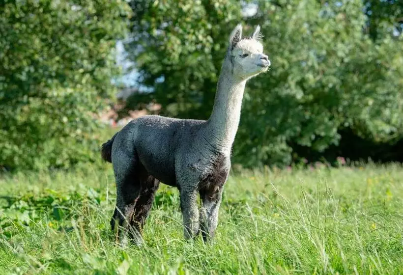 ホテル Alpaca Fold
