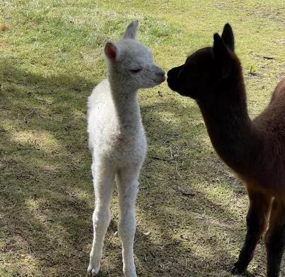 ホテル Alpaca Fold