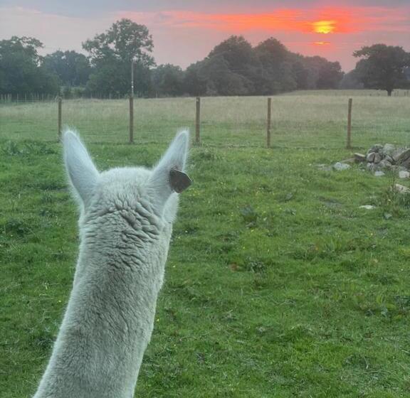ホテル Alpaca Fold