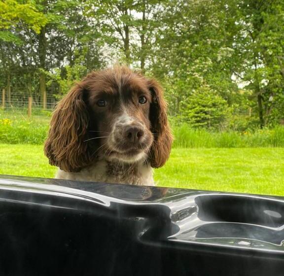 ホテル Alpaca Fold