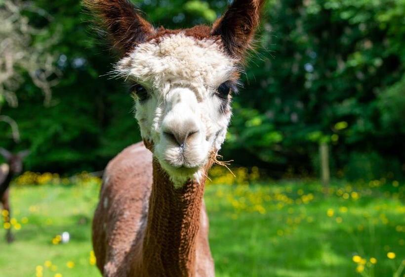 ホテル Alpaca Fold