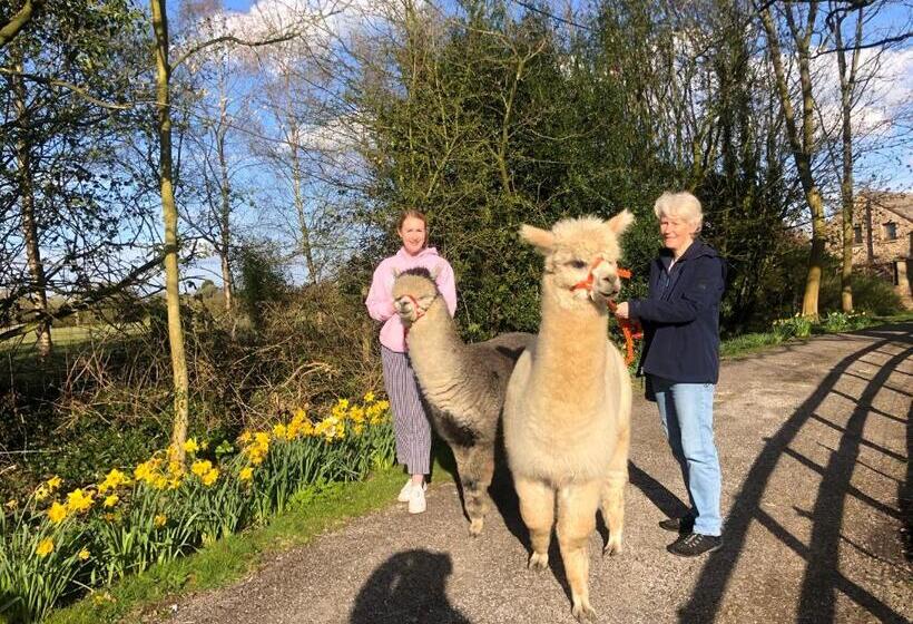 ホテル Alpaca Fold