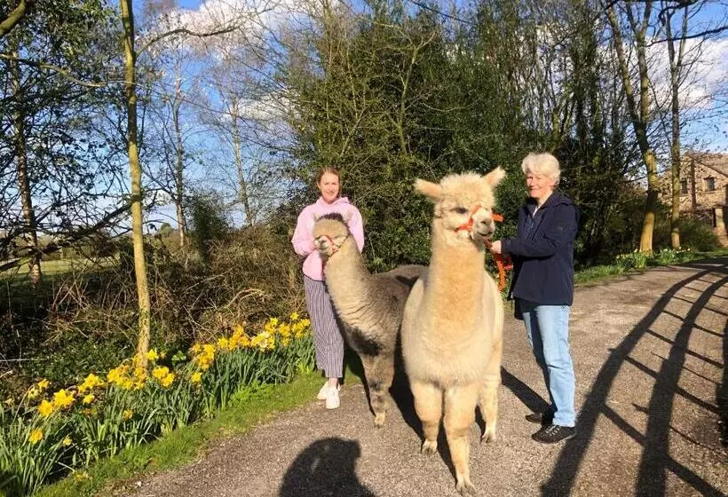 ホテル Alpaca Fold