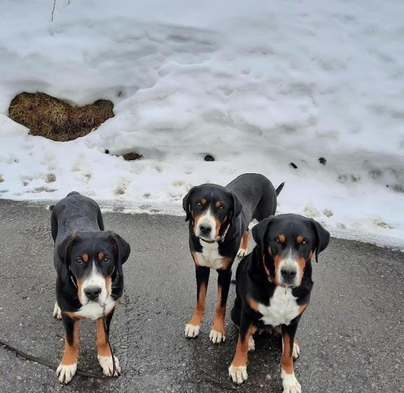 تختخواب و صبحانه Ferien In Der Bergwelt Von Adelboden
